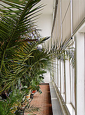 Palmenhaus Wörlitz Palmensaal
